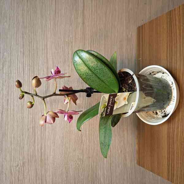 Phalaenopsis Mini - foto 2
