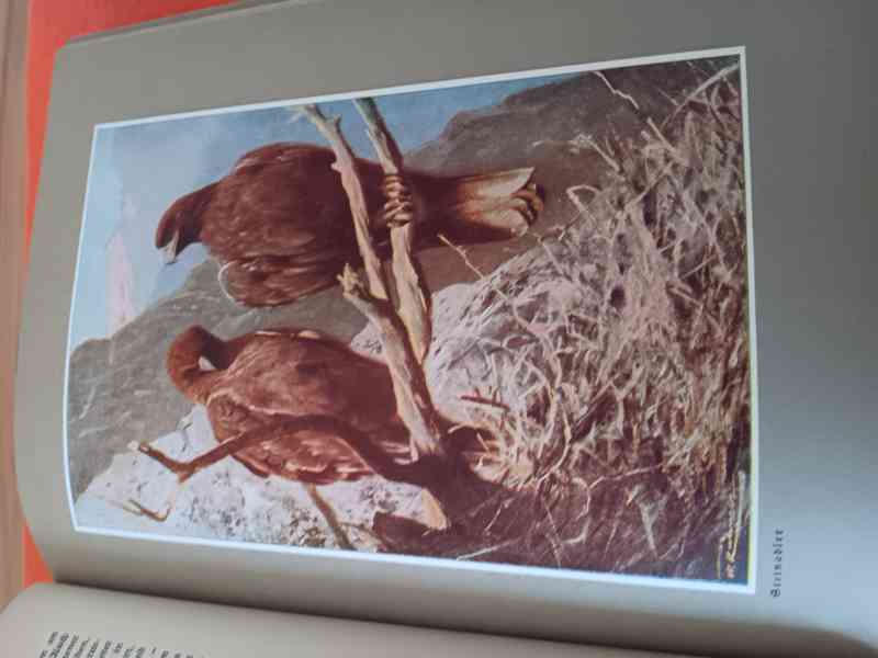 antikvarni kniha Wald und Wild- Vetterli - foto 2