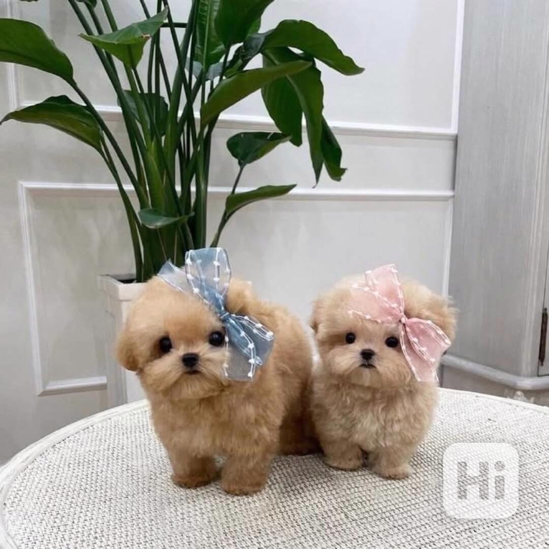 Dárek zdarma krásná štěňátka pudl k adopci zdarma  - foto 1