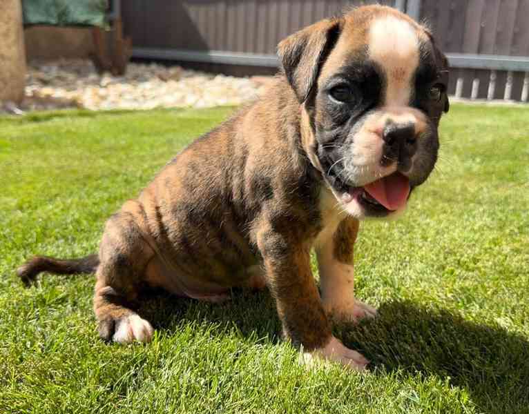 Německý boxer - štěně - foto 4