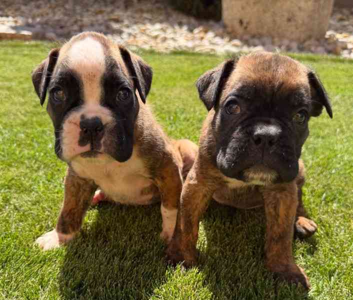Německý boxer - štěně - foto 1
