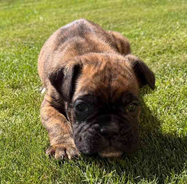 Německý boxer - štěně - foto 2