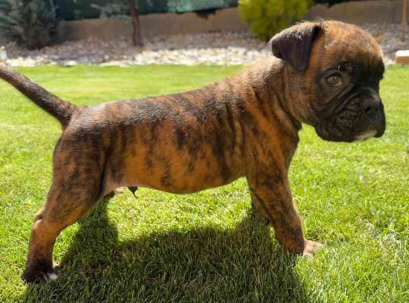 Německý boxer - štěně - foto 5