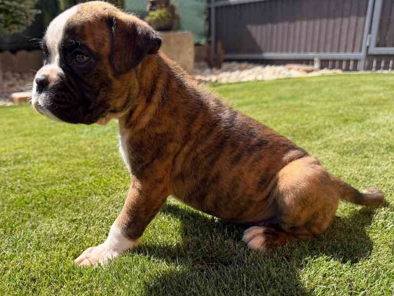 Německý boxer - štěně - foto 3