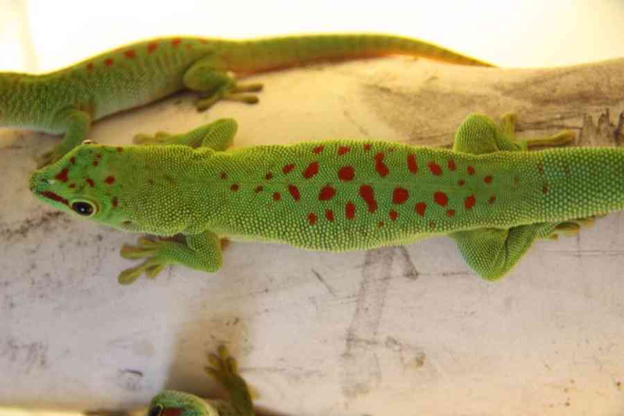 Felsuma madagaskarská (Phelsuma madagascariensis grandis) - foto 3