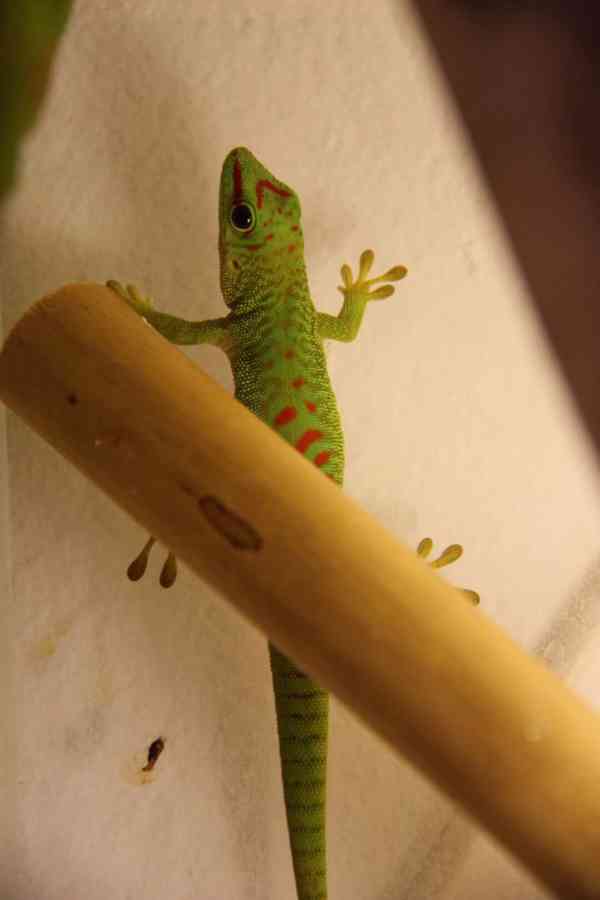 Felsuma madagaskarská (Phelsuma madagascariensis grandis) - foto 4