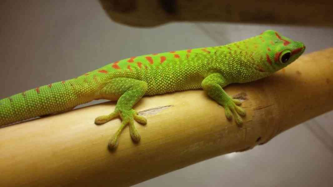 Felsuma madagaskarská (Phelsuma madagascariensis grandis) - foto 2