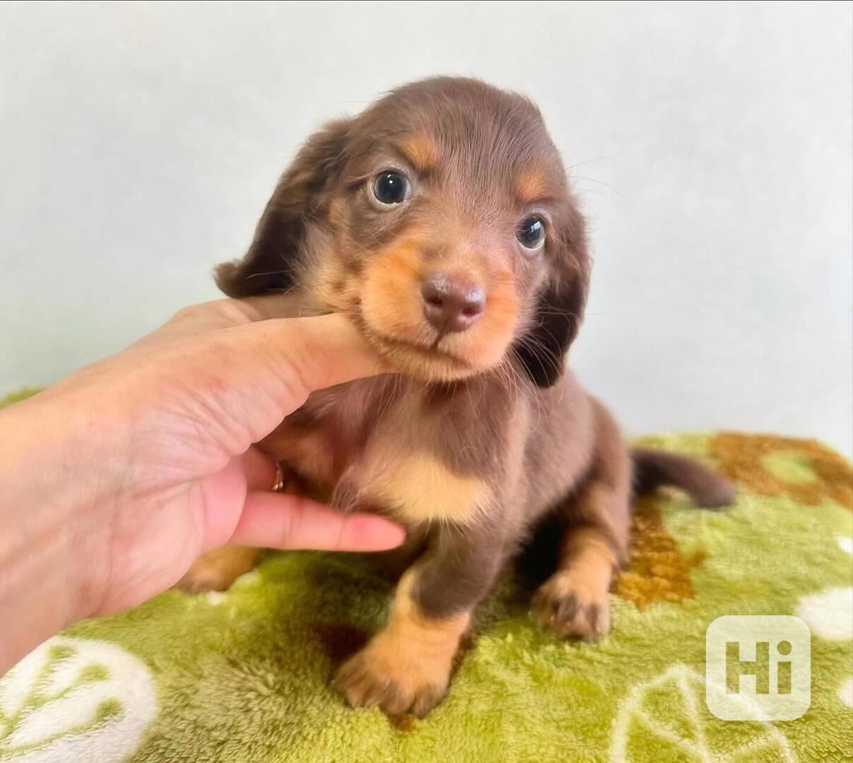 Két kiváló tacskó kölyökkutyánk van - foto 1