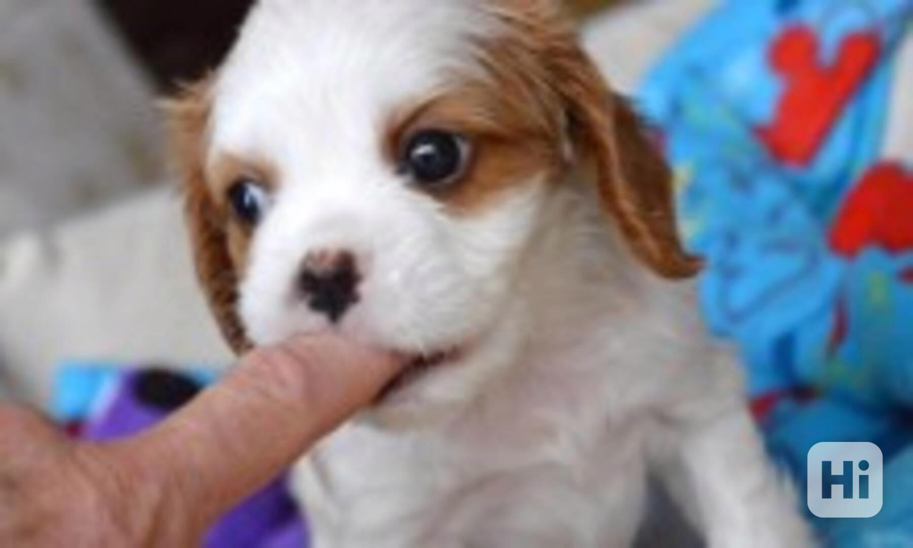 Čistokrevný kavalír King Charles - foto 1