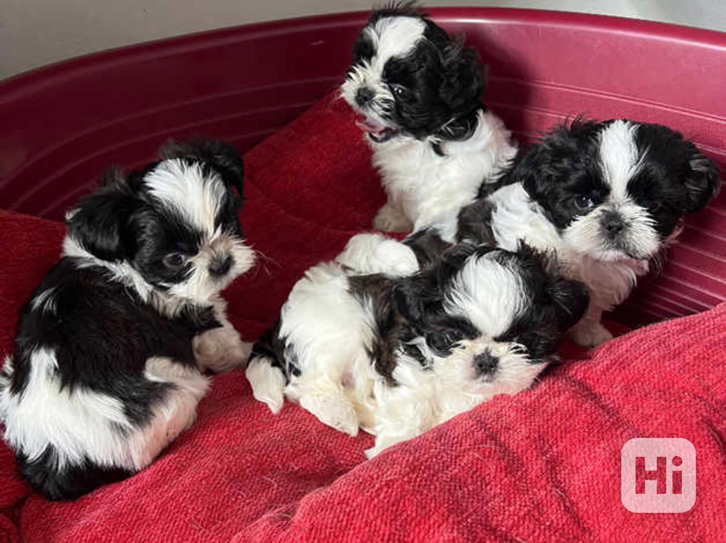 Kupte si roztomilá štěňátka shih tzu - foto 1