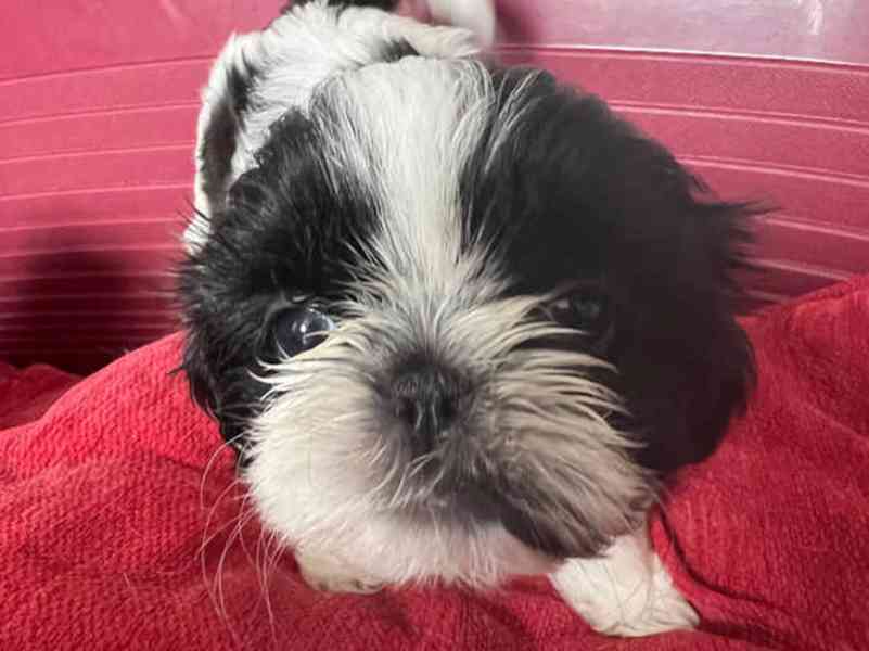 Kupte si roztomilá štěňátka shih tzu - foto 2
