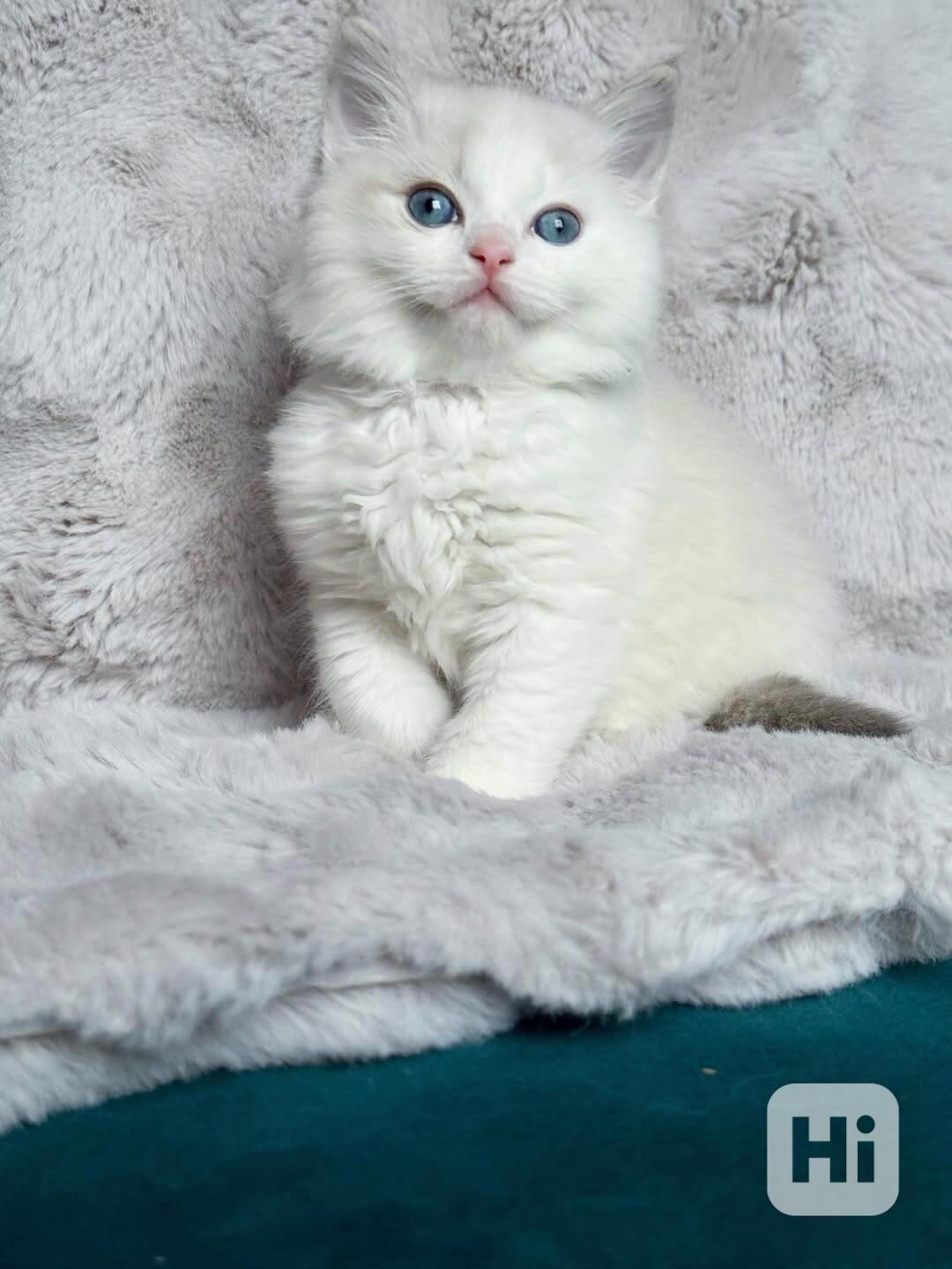 Nádherná koťátka plemene Ragdoll hledají trvalé rodiny - foto 1