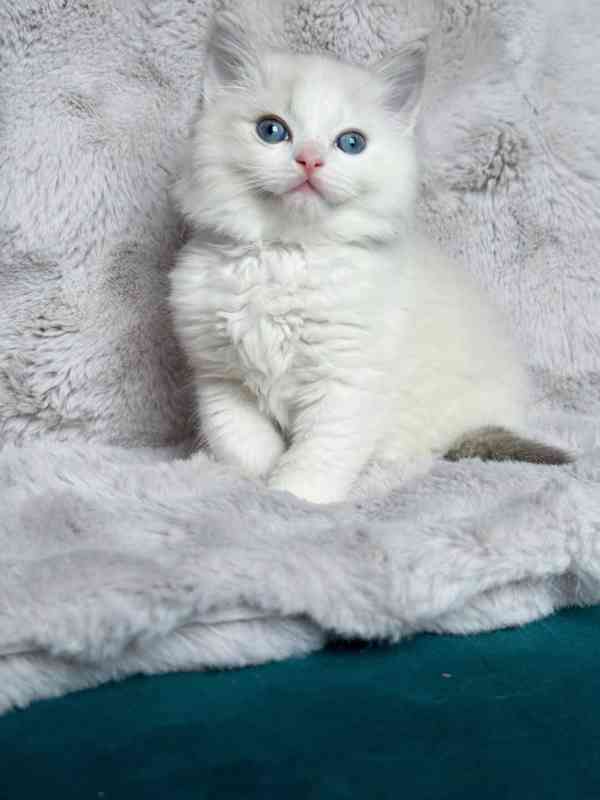 Nádherná koťátka plemene Ragdoll hledají trvalé rodiny