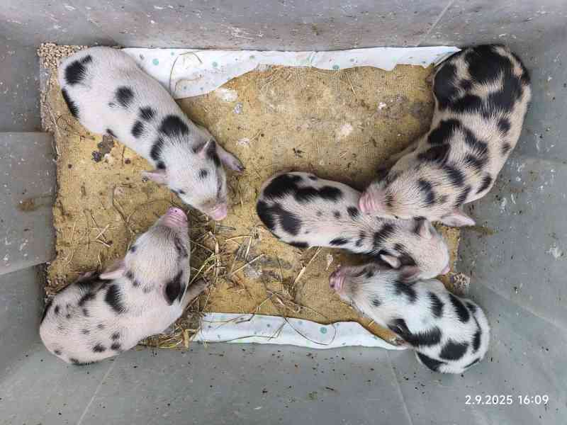 Gottingenská miniprasátka z kvalitního chovu - foto 2