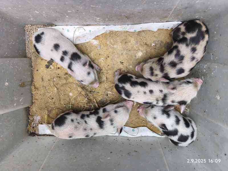 Gottingenská miniprasátka z kvalitního chovu - foto 12