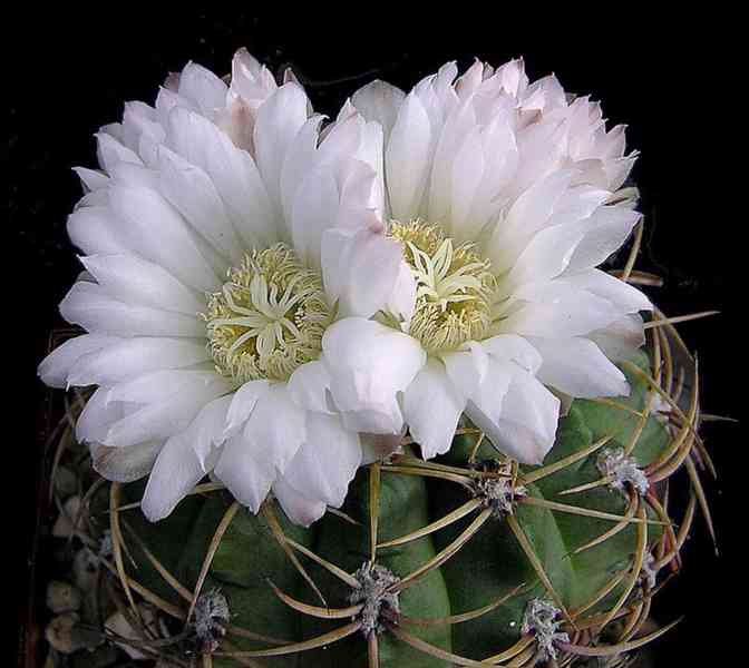 semena kaktusu  Gymnocalycium monvillei JO La Falda Cordoba
