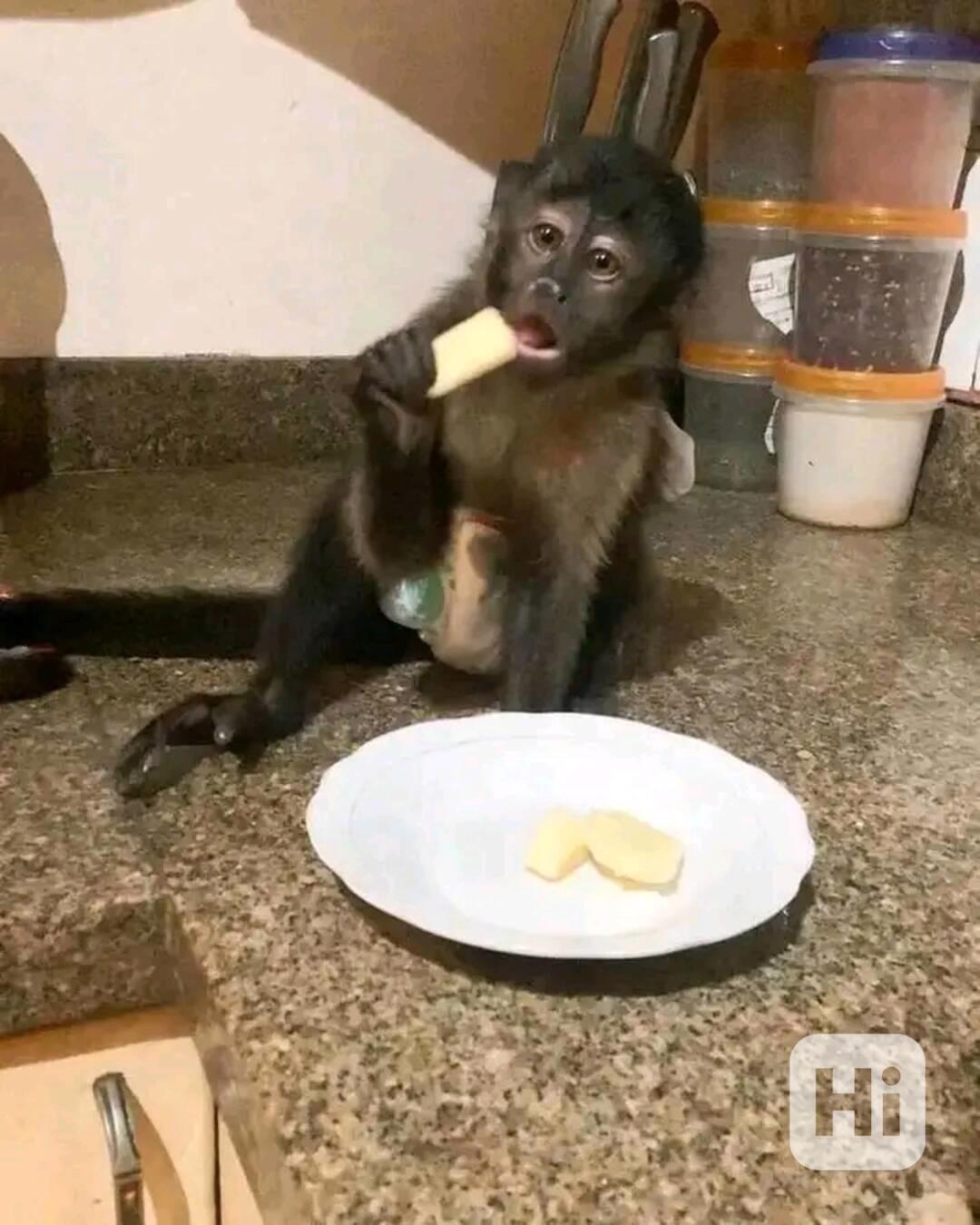  Nádherná rozkošná kapucínská opice k adopci - foto 1