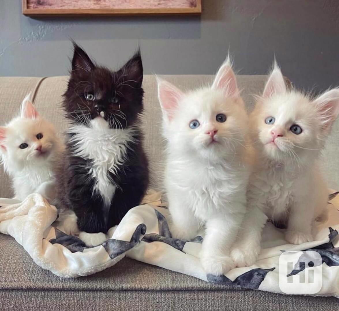 Krásní bílí Mainské mývalí kočky jsou připraveni - foto 1