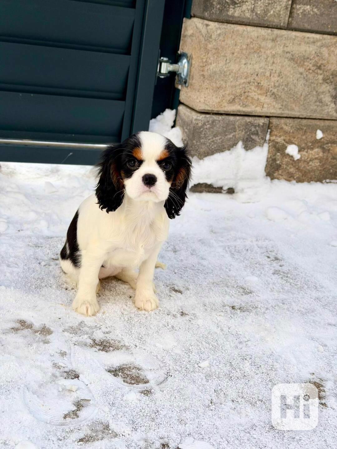 Kavalír King Charles Španěl  - foto 1