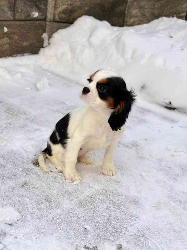 Kavalír King Charles Španěl  - foto 5