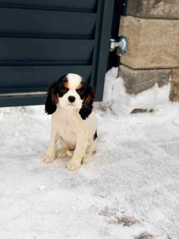 Kavalír King Charles Španěl  - foto 8