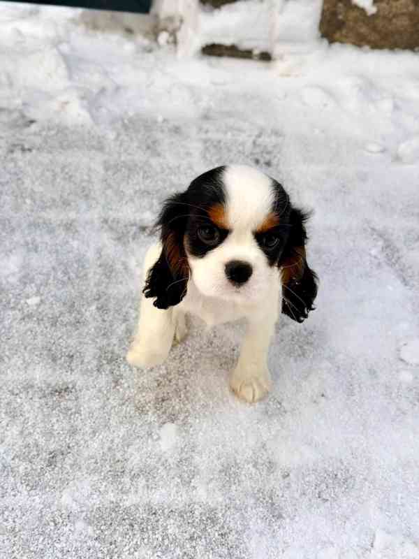 Kavalír King Charles Španěl  - foto 6