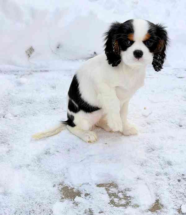 Kavalír King Charles Španěl  - foto 4