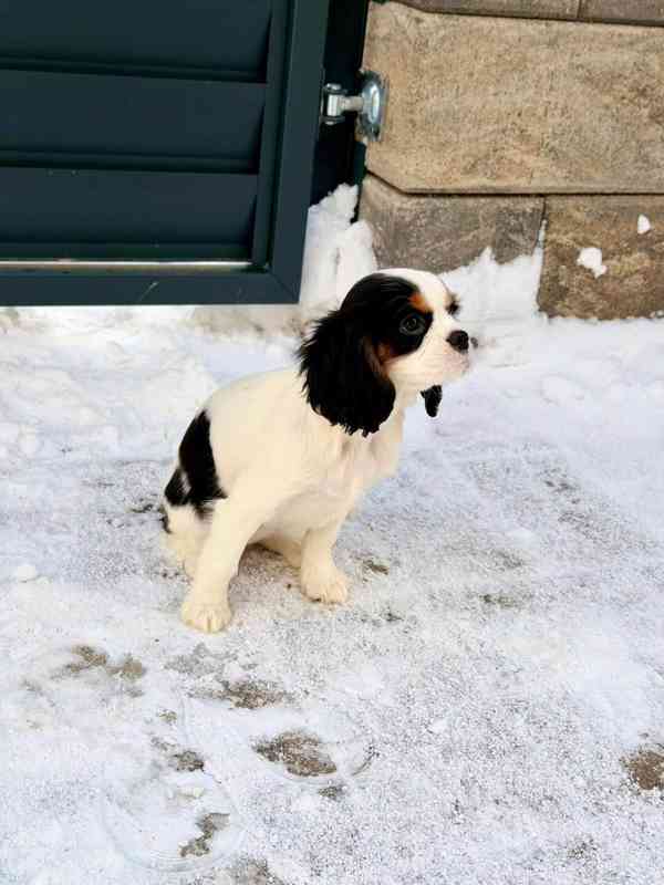 Kavalír King Charles Španěl  - foto 2