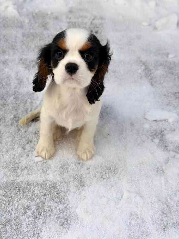 Kavalír King Charles Španěl  - foto 7