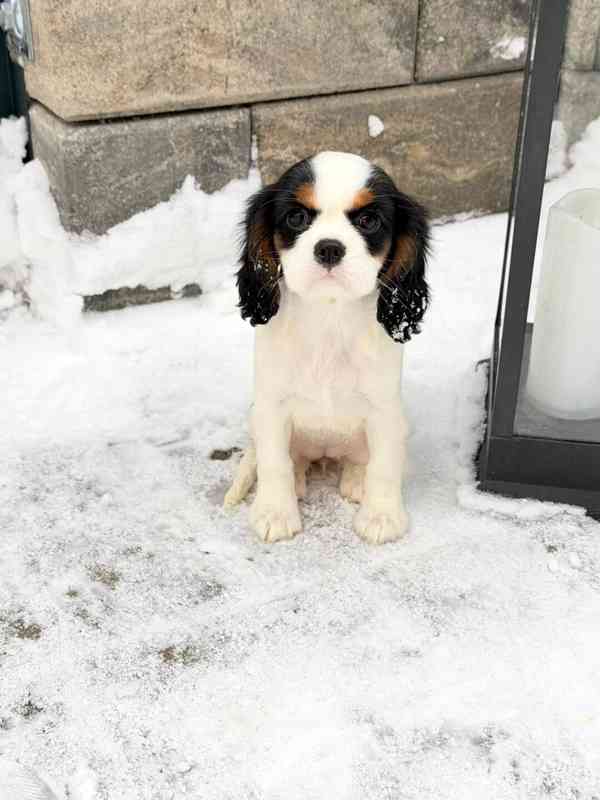 Kavalír King Charles Španěl  - foto 3