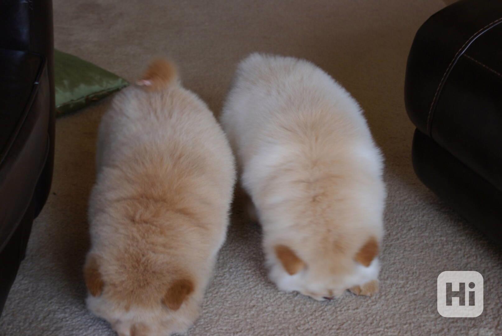 Štěňata čau-čau k adopci Toto jsou 13týdenní štěňata čau-čau - foto 1