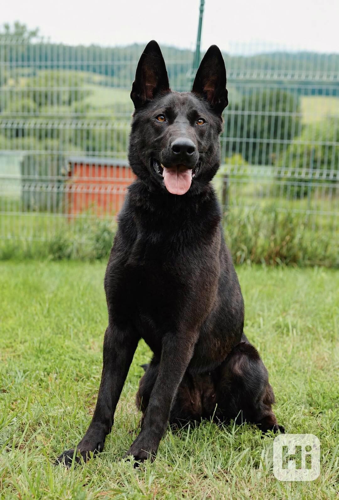 DEISY - 25 kg, kastrovaná fenečka 1 rok  - foto 1