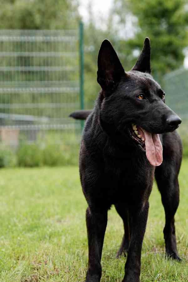 DEISY - 25 kg, kastrovaná fenečka 1 rok  - foto 4