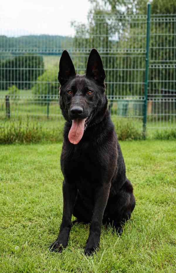 DEISY - 25 kg, kastrovaná fenečka 1 rok  - foto 3