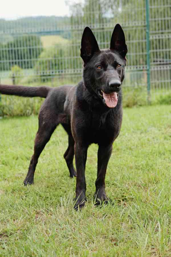 DEISY - 25 kg, kastrovaná fenečka 1 rok  - foto 5