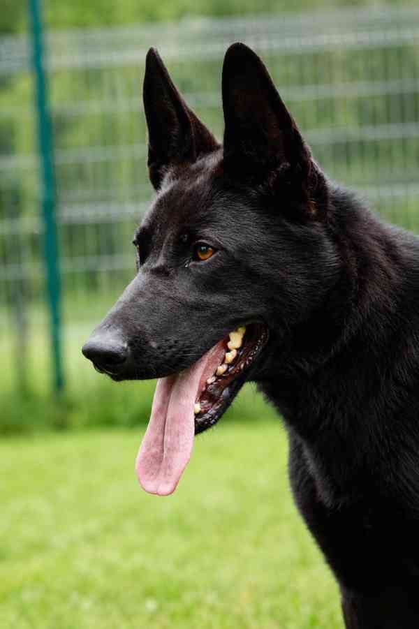 DEISY - 25 kg, kastrovaná fenečka 1 rok  - foto 2