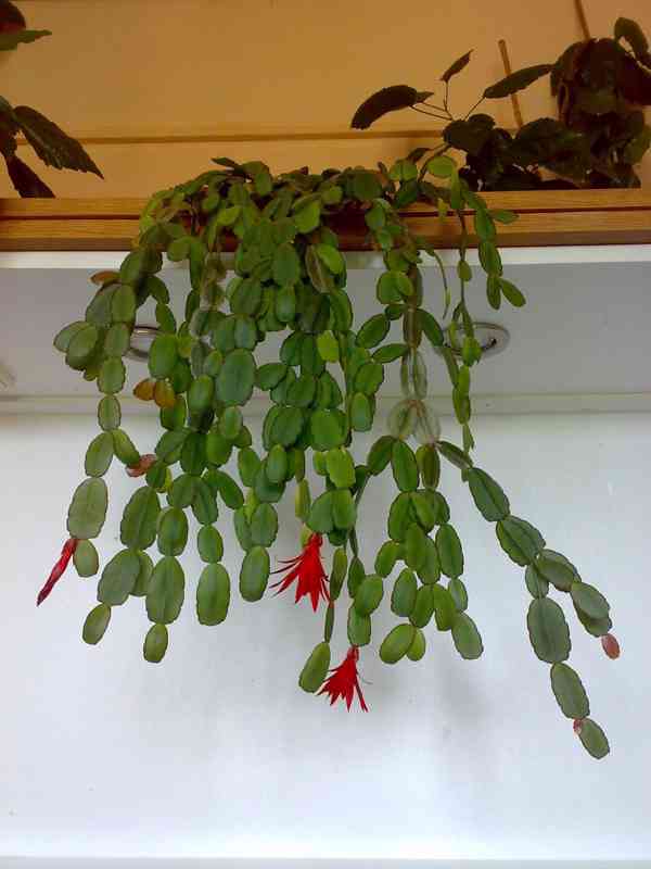 Velikonoční kaktus - červený - zakořeněný řízek - foto 2