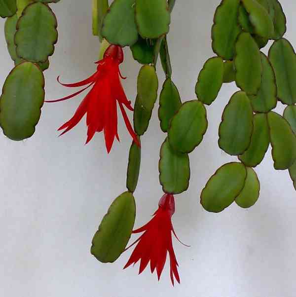 Velikonoční kaktus - červený - zakořeněný řízek - foto 4