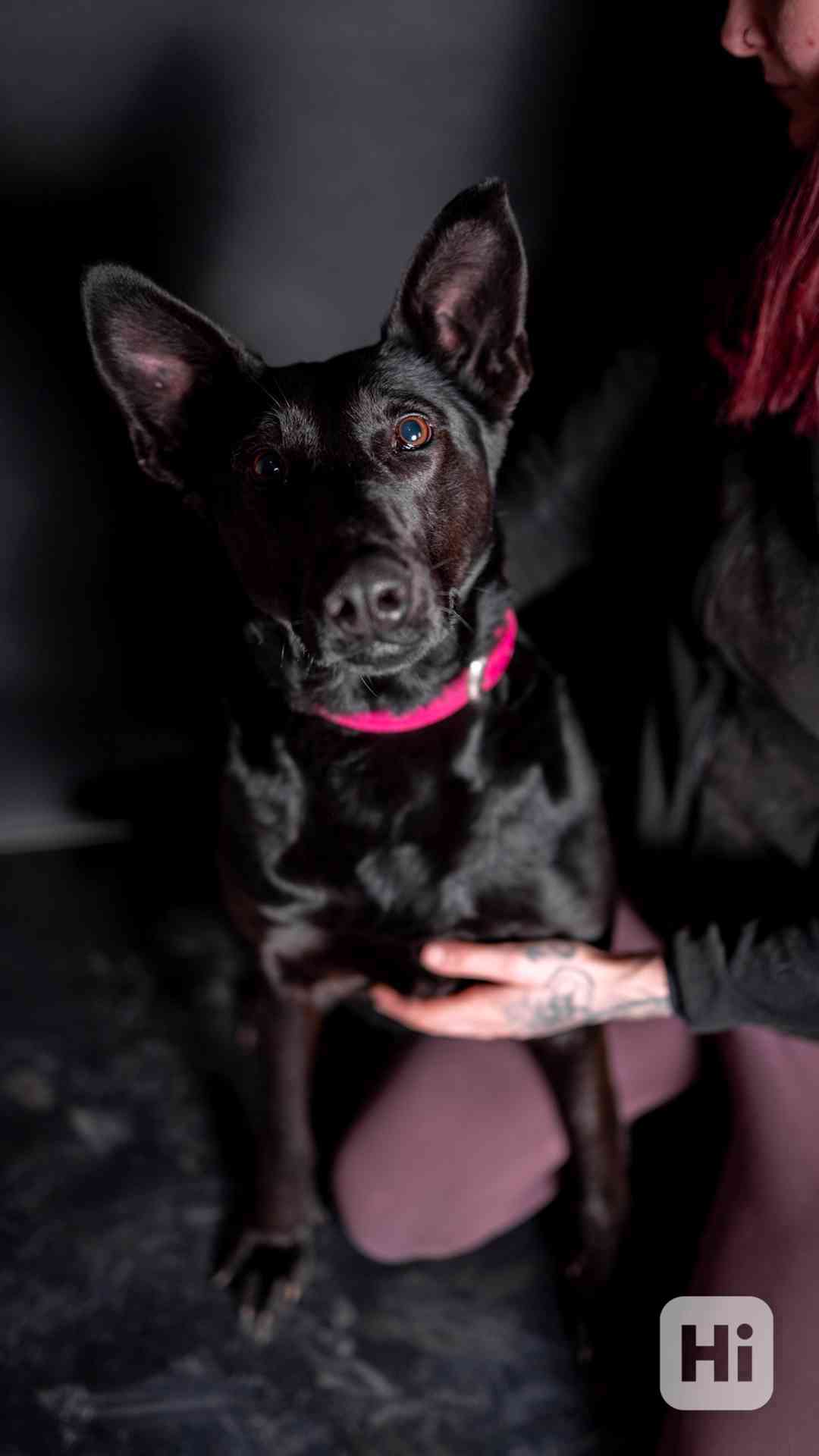 Connie - hodná aktivní holka, cca 4 roky  - foto 1