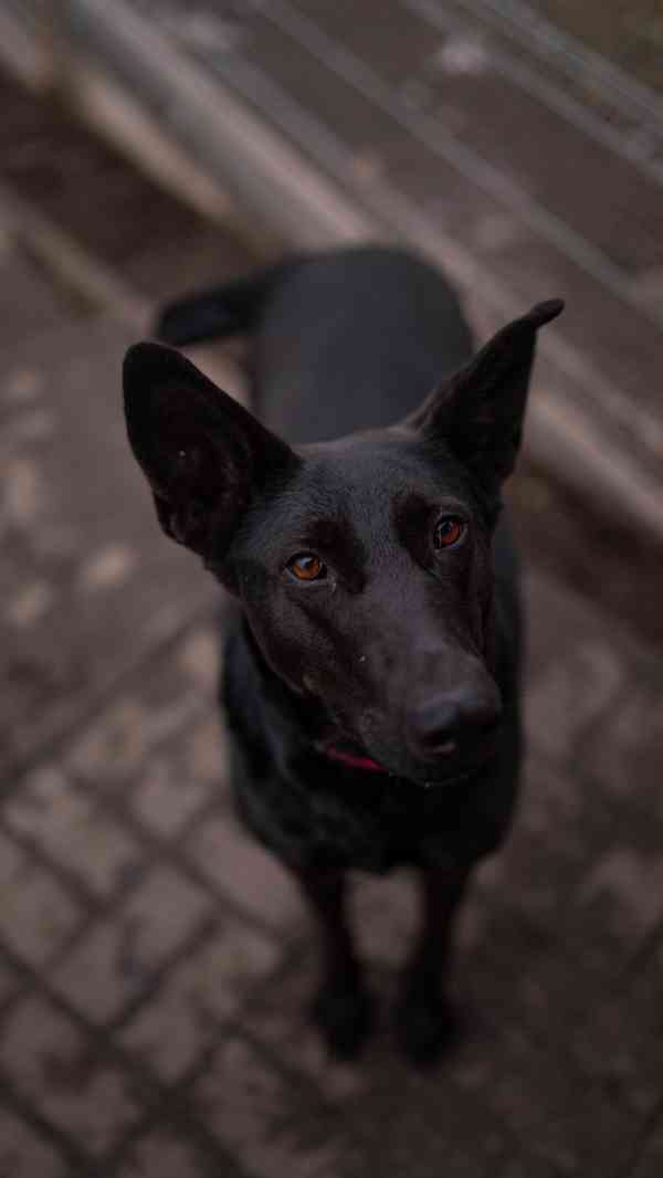 Connie - hodná aktivní holka, cca 4 roky  - foto 3