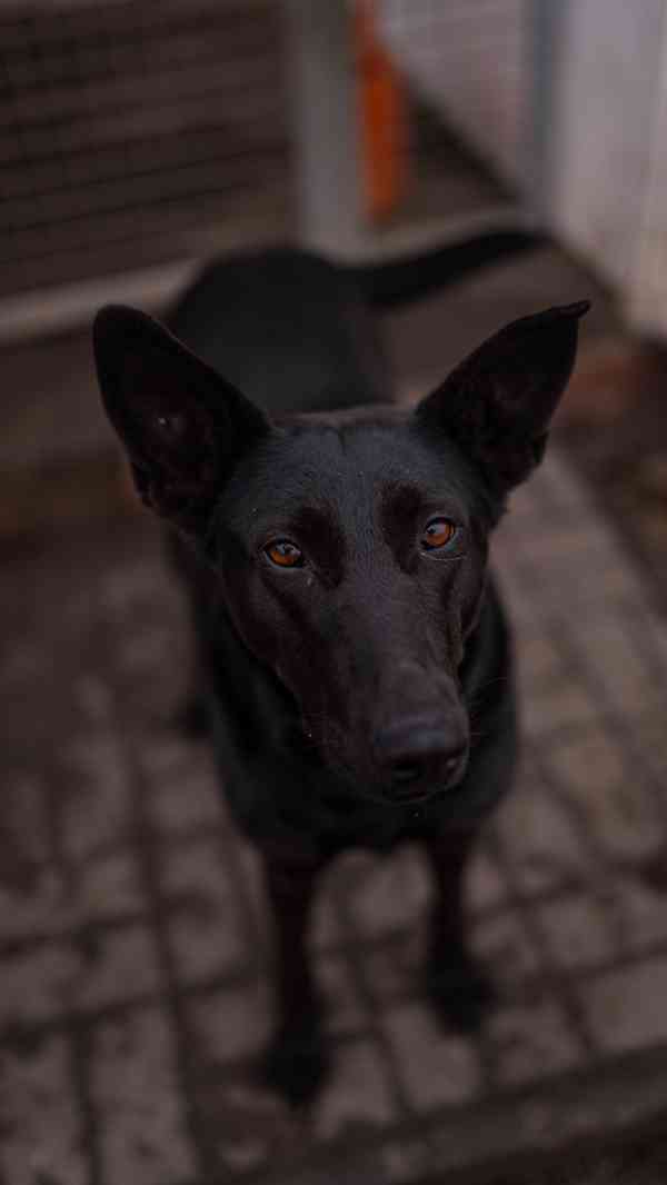 Connie - hodná aktivní holka, cca 4 roky  - foto 5