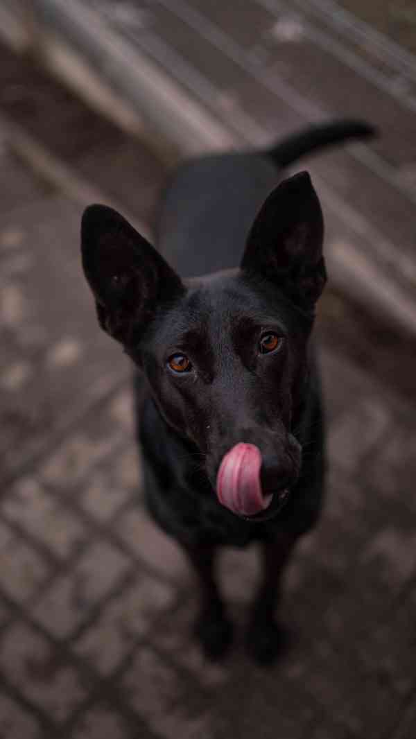 Connie - hodná aktivní holka, cca 4 roky  - foto 4