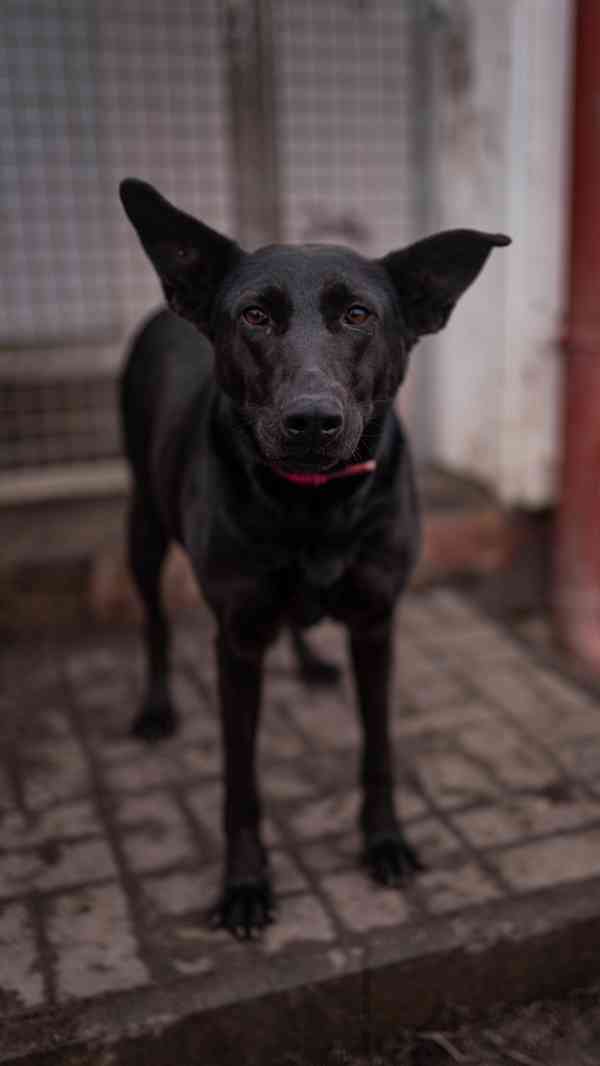 Connie - hodná aktivní holka, cca 4 roky  - foto 6