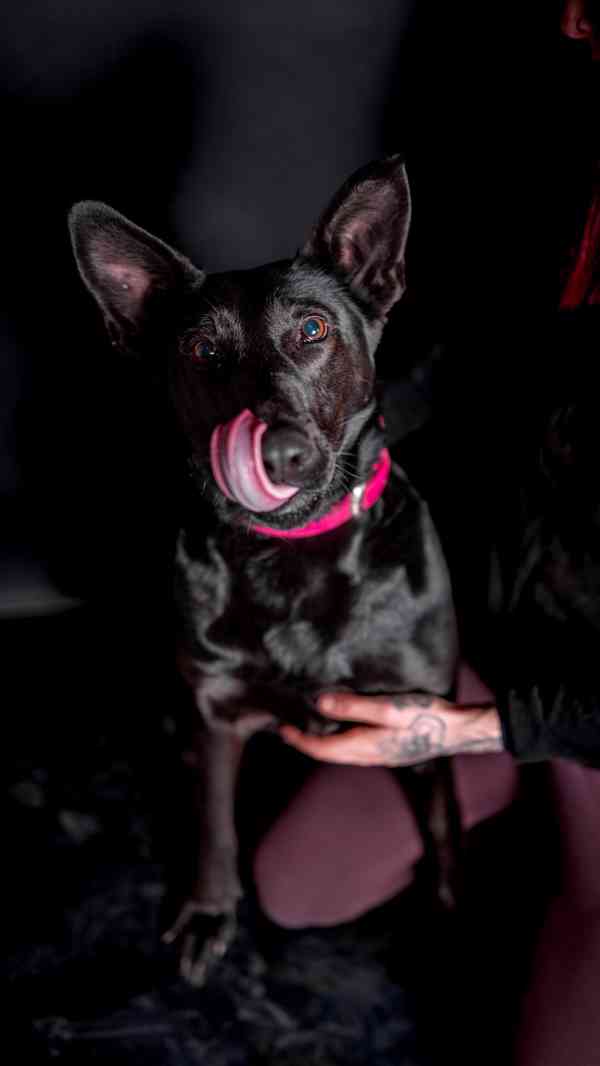 Connie - hodná aktivní holka, cca 4 roky  - foto 2