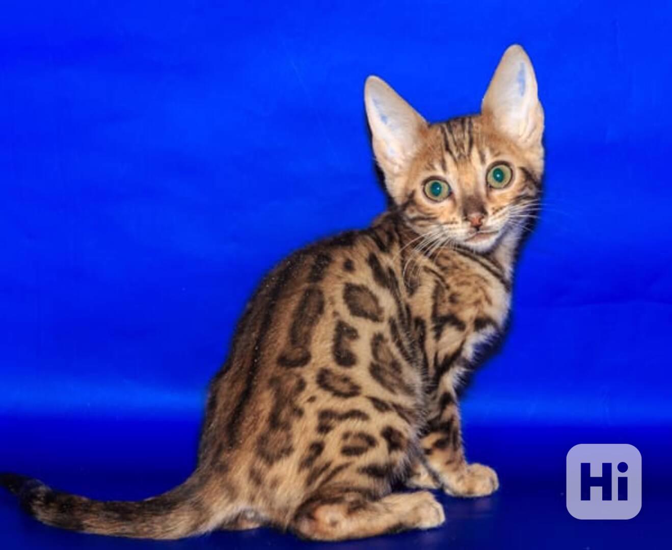 Liebliche Bengal-Kätzchen - foto 1