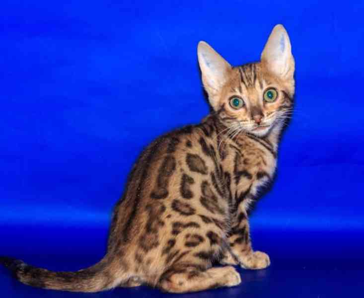 Liebliche Bengal-Kätzchen - foto 1