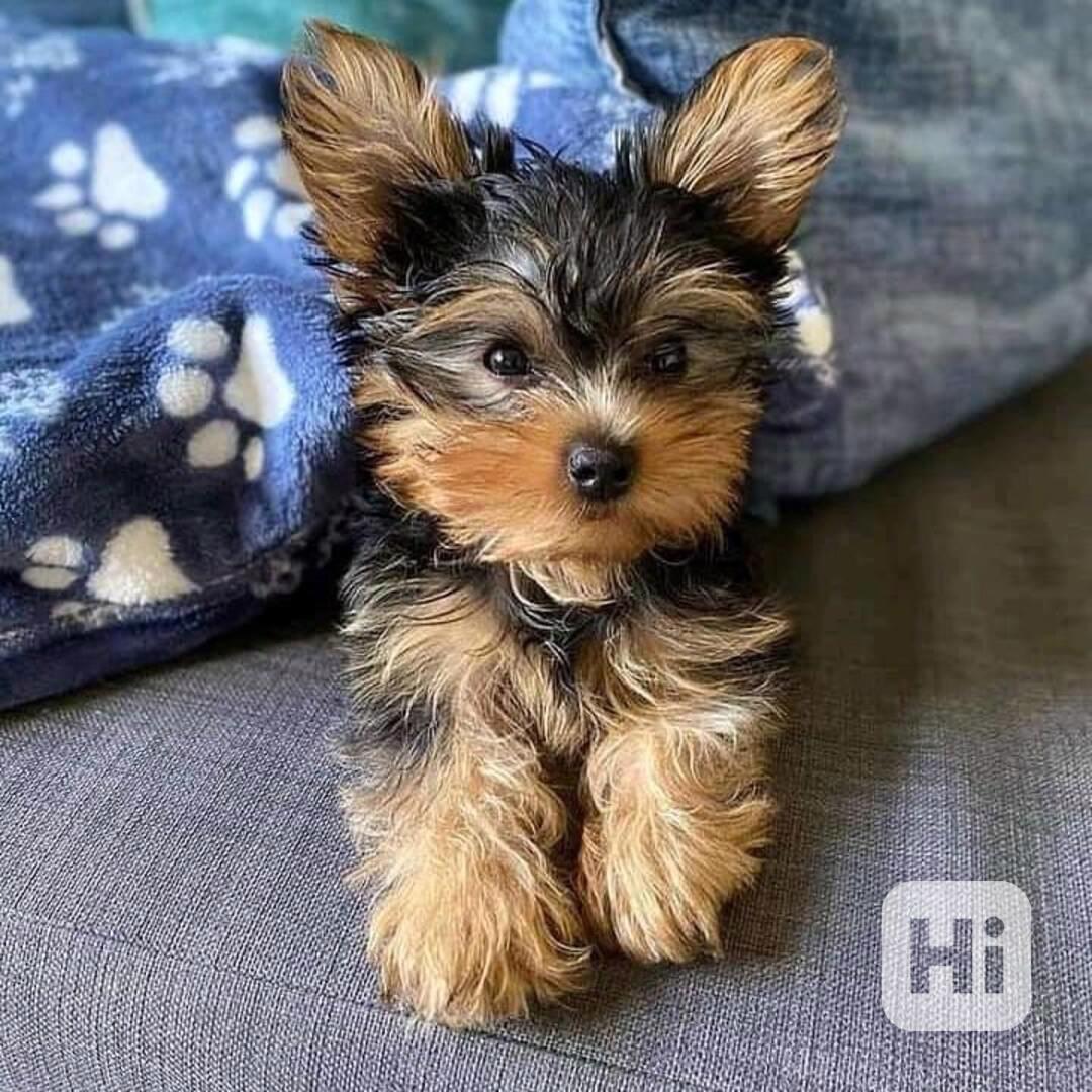 Prodám krásná štěňátka jorkšírského teriéra! - foto 1