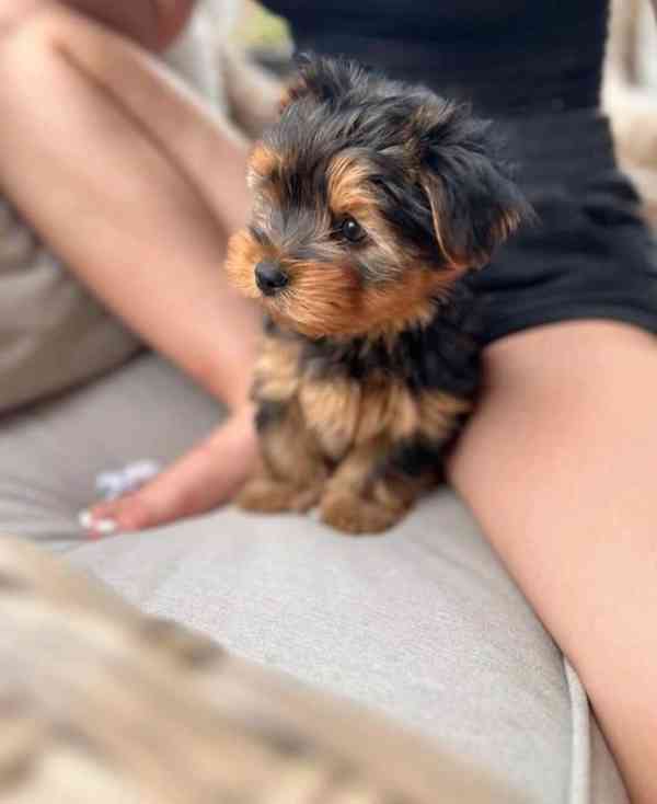 Prodám krásná štěňátka jorkšírského teriéra! - foto 2