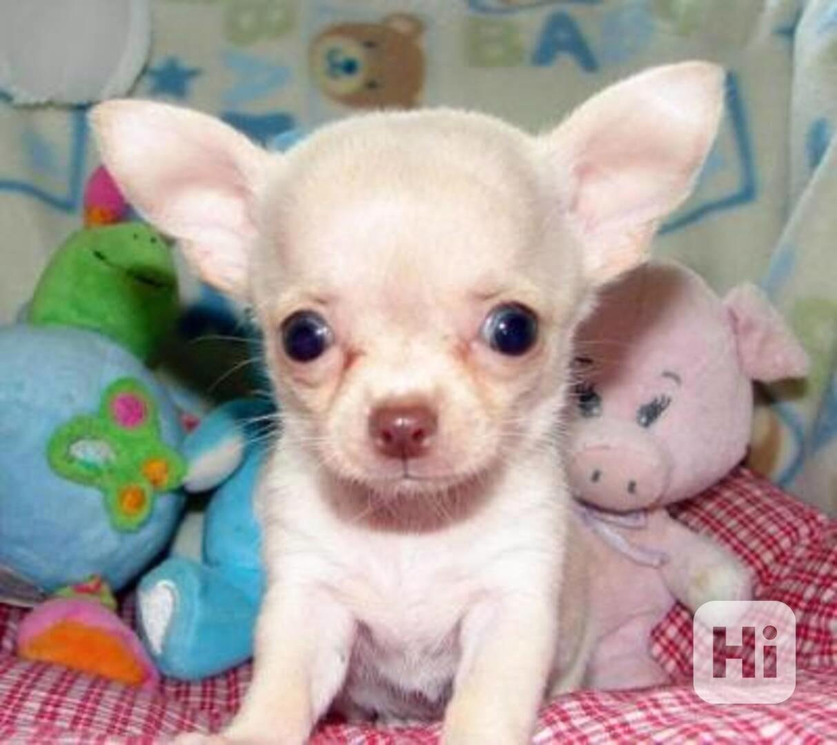 Luxusní chlapečkové čivava s PP FCI - foto 1