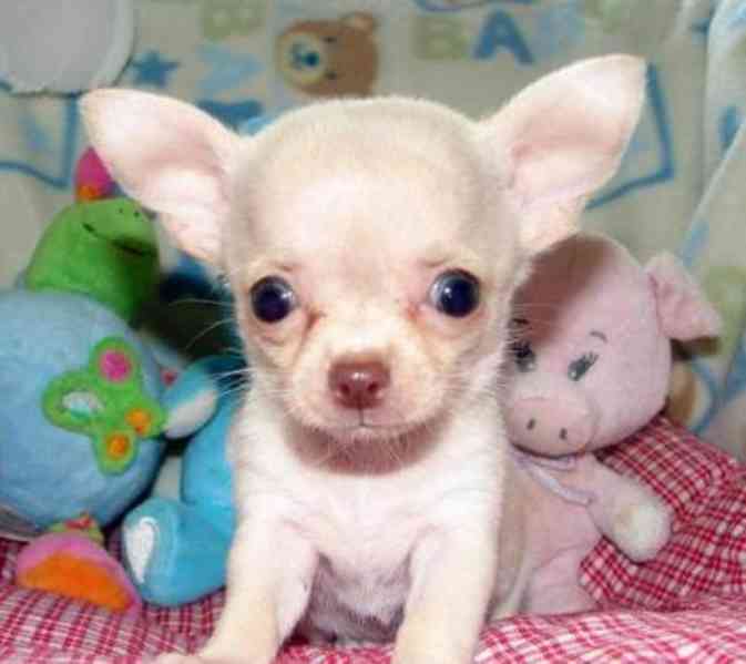 Luxusní chlapečkové čivava s PP FCI - foto 1